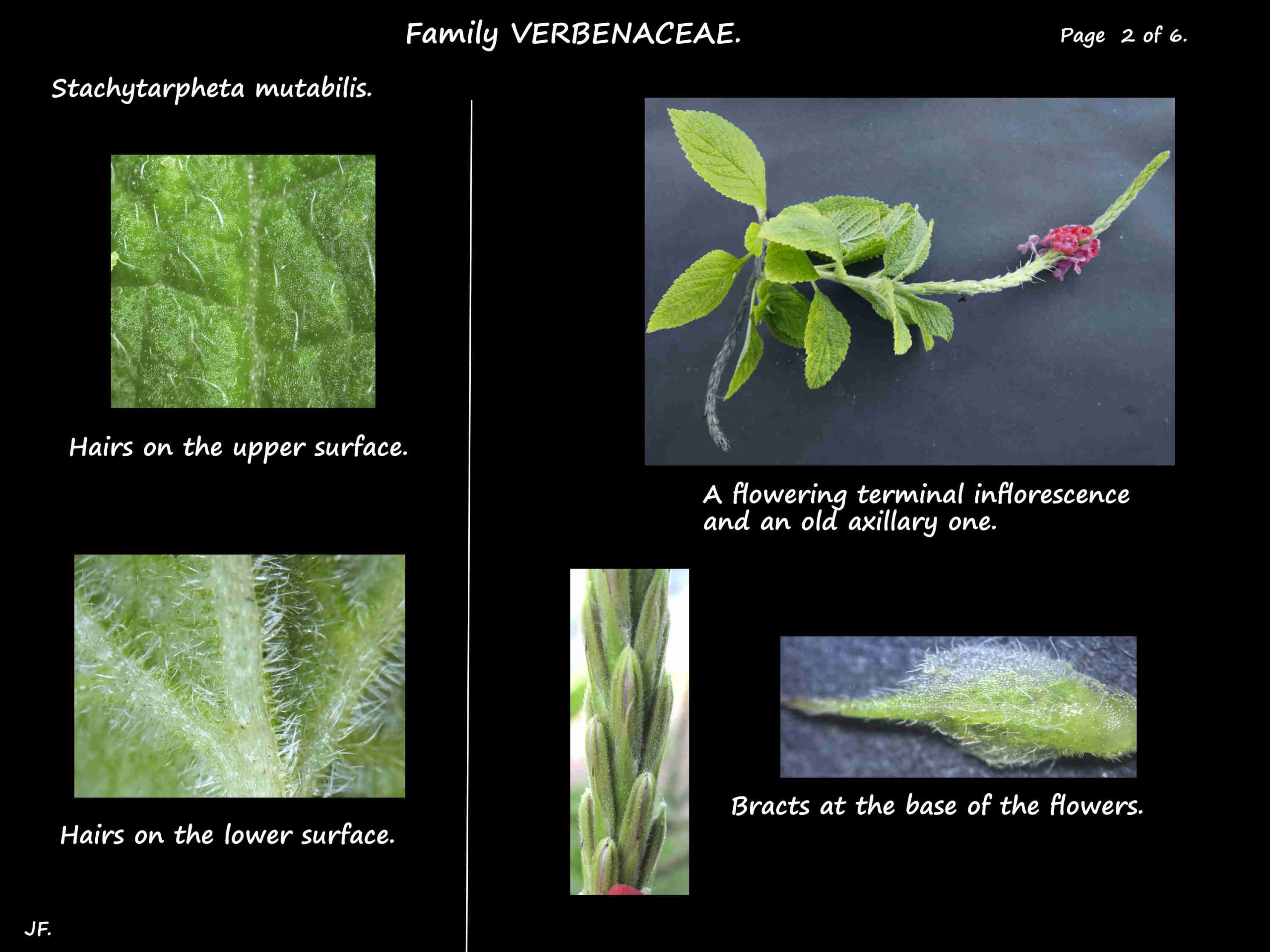 2 Stachytarpheta mutabilis leaf hairs